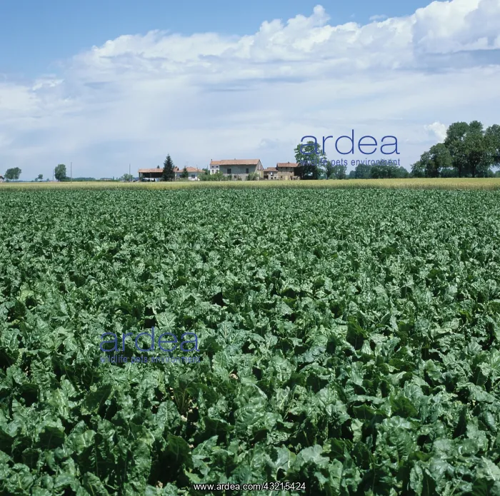 : Mature sugar beet crop in Northern Italy : Mature sugar beet crop in Northern Italy