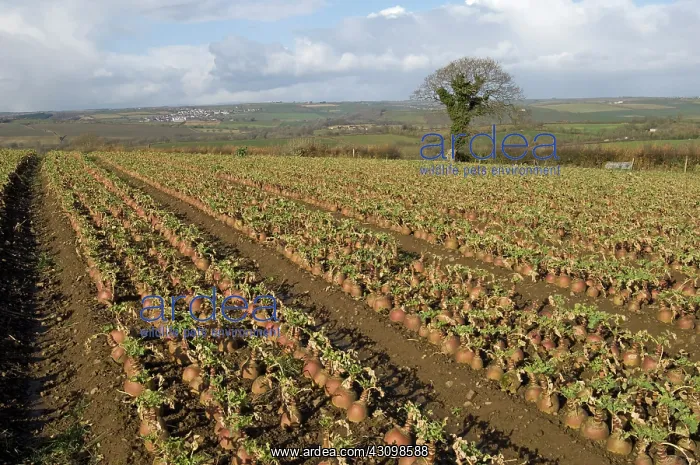 : Mature Swede Root Crop : Mature Swede Root Crop