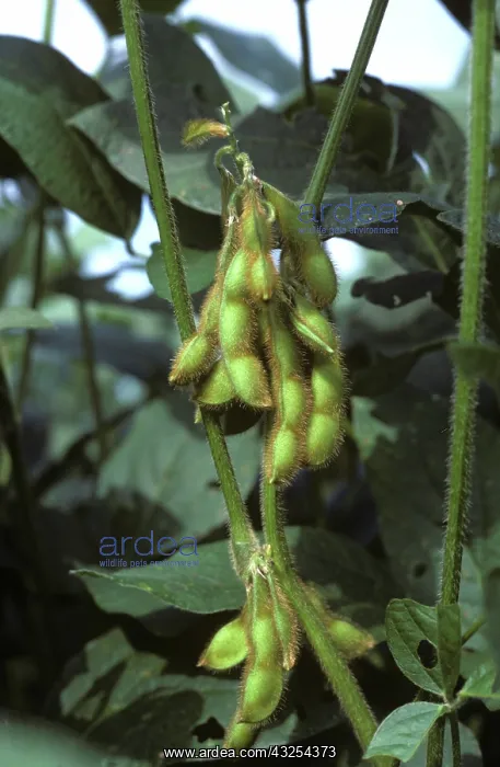 : Mature, unripe pods on Soybean plant : Mature, unripe pods on Soybean plant