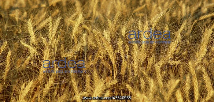 : Mature Wheat : Mature Wheat