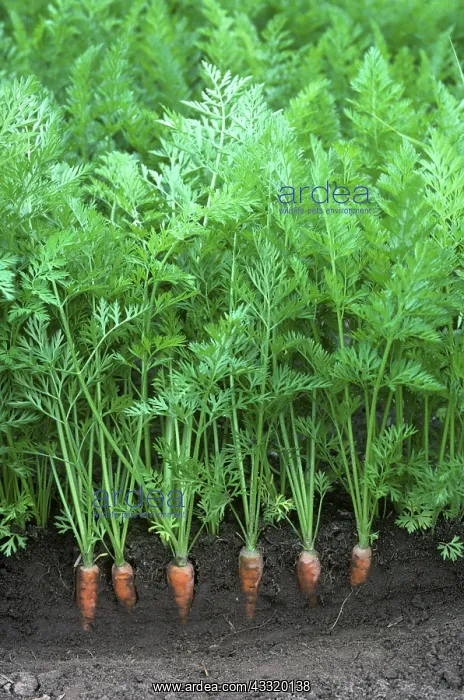 : Maturing carrots : Maturing carrots