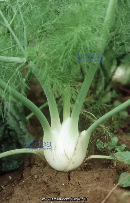 : Maturing Fennel : Maturing Fennel