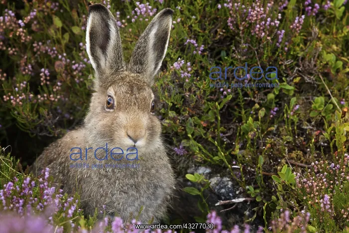 : A maturing Mountain Hare (Lepus timidus) Leveret : A maturing Mountain Hare (Lepus timidus) Leveret