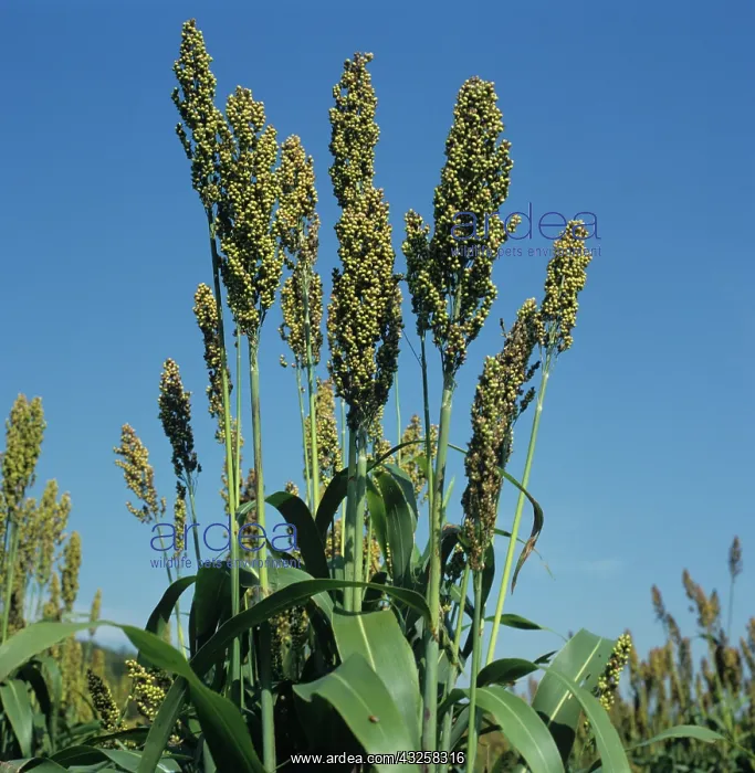 : Maturing Sorghum : Maturing Sorghum