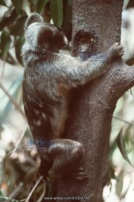 : Maues Tassel Ear MARMOSET - Gouging tree trunk for : Maues Tassel Ear MARMOSET - Gouging tree trunk for