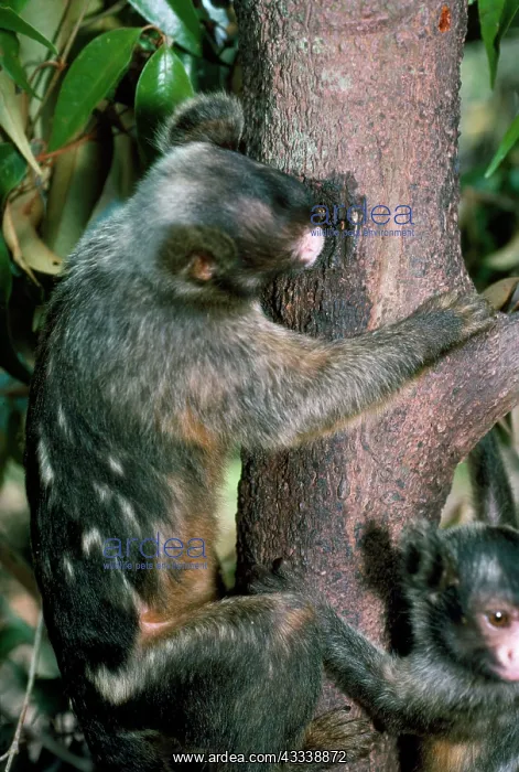 : Maues Tassel Ear Marmoset - gouging tree trunk : Maues Tassel Ear Marmoset - gouging tree trunk