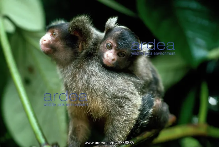  : Maues Tassel-ear Marmoset - male carrying baby