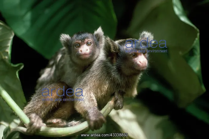 : Maues Tassel-eared Marmoset - female carrying baby on back : Maues Tassel-eared Marmoset - female carrying baby on back