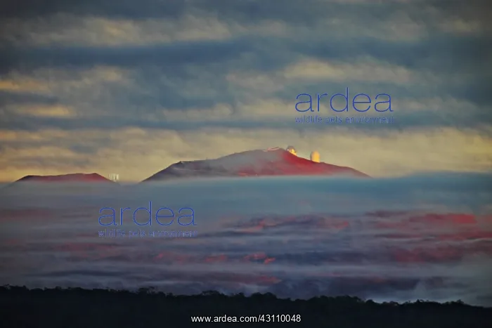 : Mauna Kea at Sunrise : Mauna Kea at Sunrise
