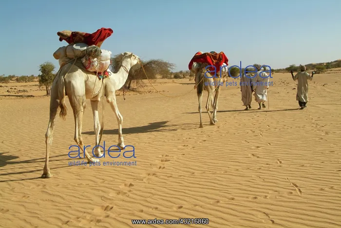 : Mauritania, Adrar, Amatlich, caravan : Mauritania, Adrar, Amatlich, caravan