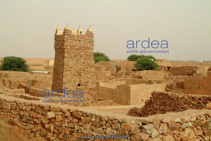 : Mauritania, Adrar, Chinguetti, Ruins : Mauritania, Adrar, Chinguetti, Ruins