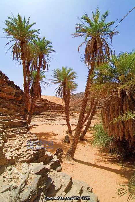 : Mauritania, Adrar, Terjit oasis, Vertical : Mauritania, Adrar, Terjit oasis, Vertical