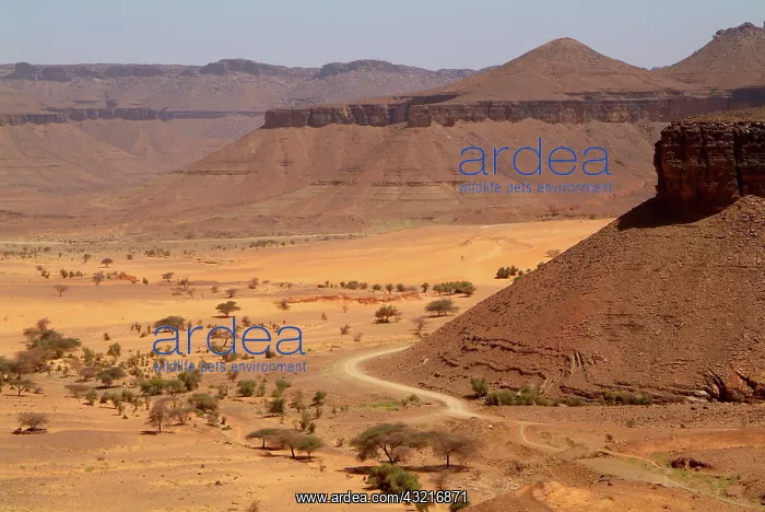 : Mauritania, Adrar, White valley, N'tourvine : Mauritania, Adrar, White valley, N'tourvine