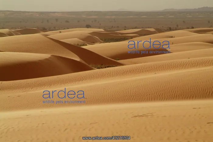 : Mauritania, Ain Sevra, Dunes and the desert : Mauritania, Ain Sevra, Dunes and the desert