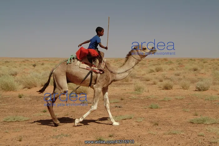 : Mauritania, Lekhcheb, Child riding a dromedary : Mauritania, Lekhcheb, Child riding a dromedary