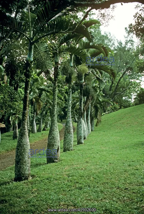 : Mauritius - Bottle Palms : Mauritius - Bottle Palms