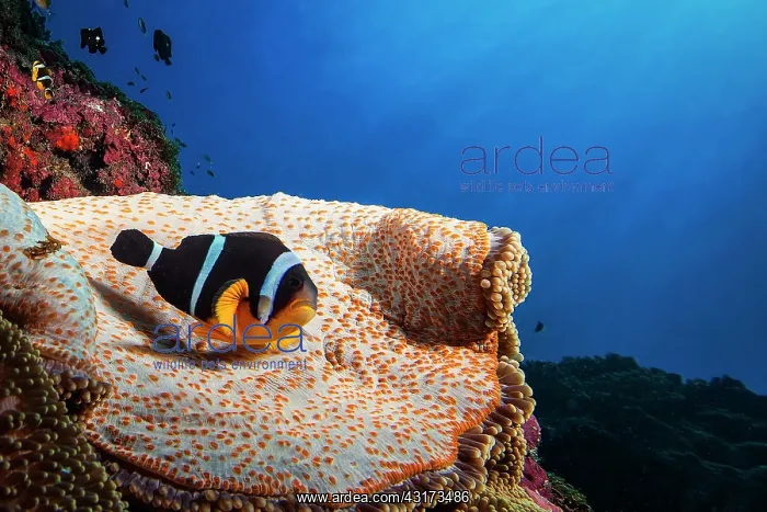 : Mauritius clownfish (Amphiprion chrysogaster) on : Mauritius clownfish (Amphiprion chrysogaster) on