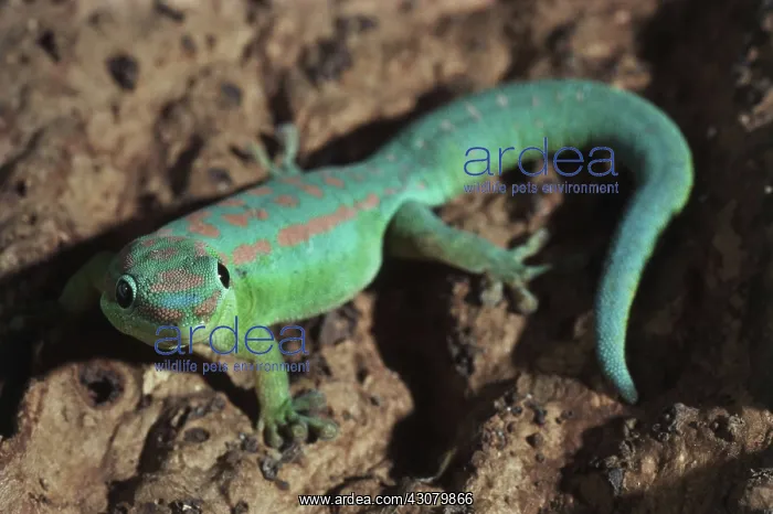 : Mauritius Day Gecko : Mauritius Day Gecko