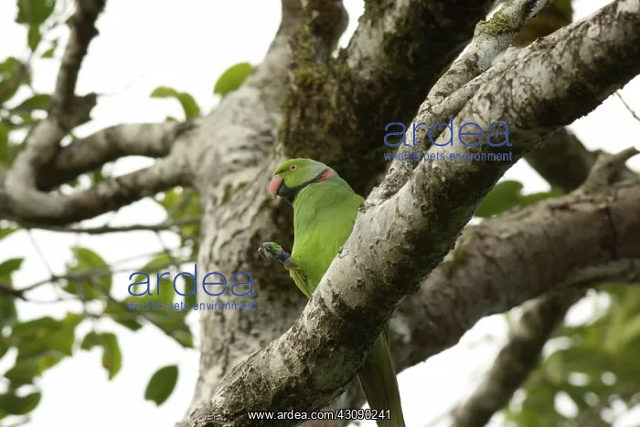  : Mauritius Echo Parakeet