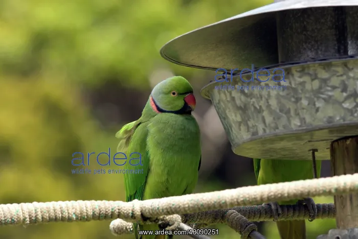 : Mauritius Echo Parakeet : Mauritius Echo Parakeet