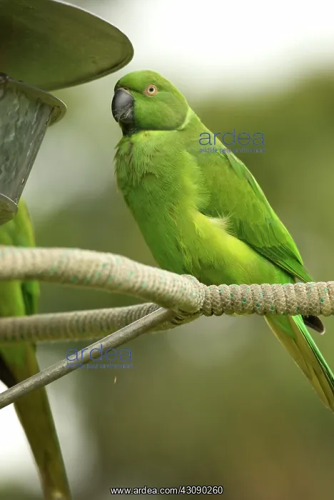 : Mauritius Echo Parakeet : Mauritius Echo Parakeet