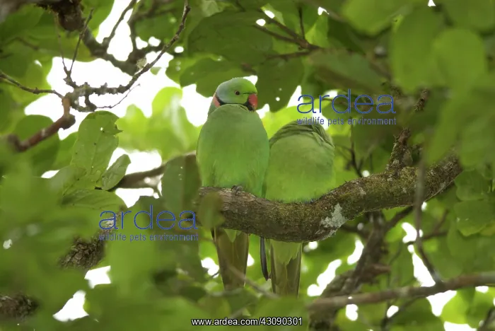 : Mauritius Echo Parakeets : Mauritius Echo Parakeets