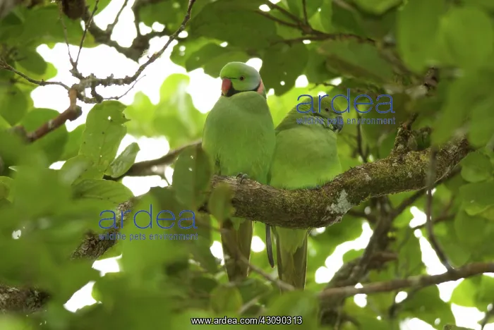 : Mauritius Echo Parakeets : Mauritius Echo Parakeets