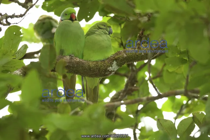 : Mauritius Echo Parakeets : Mauritius Echo Parakeets