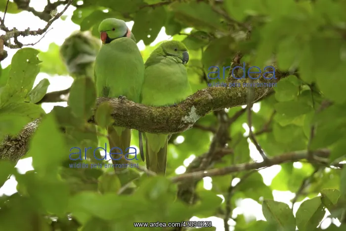 : Mauritius Echo Parakeets : Mauritius Echo Parakeets