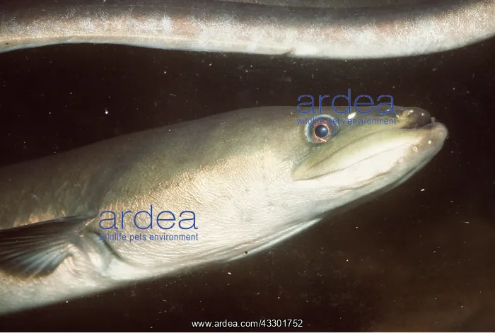 : MAURITIUS EEL : MAURITIUS EEL