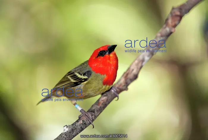 : Mauritius Fody : Mauritius Fody