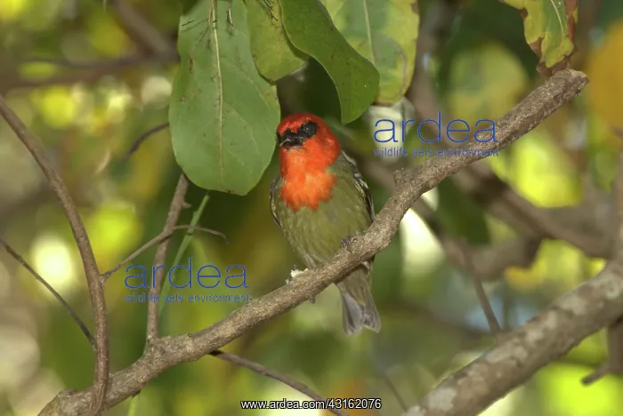  : Mauritius Fody