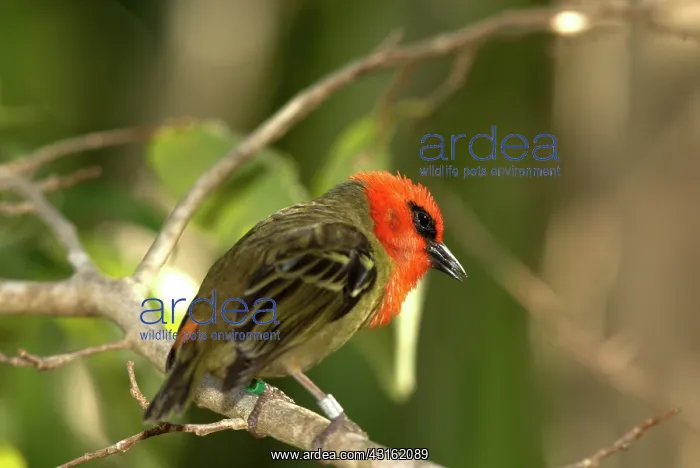  : Mauritius Fody