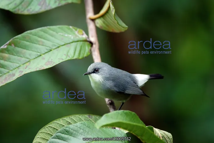 : Mauritius Grey White-eye Mascarene White-eye Grey White-eye : Mauritius Grey White-eye Mascarene White-eye Grey White-eye