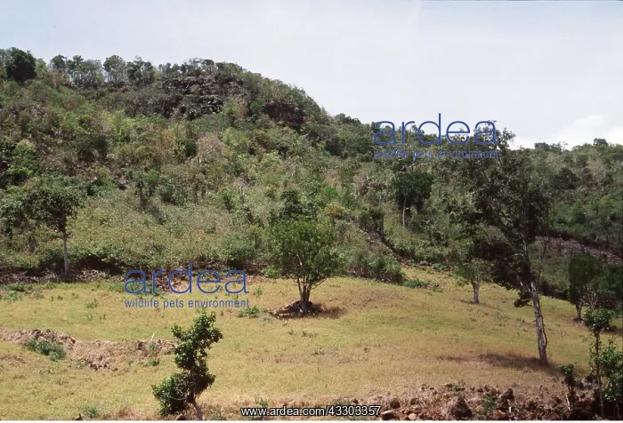  : Mauritius indigenous forest - cleared for deer grazing