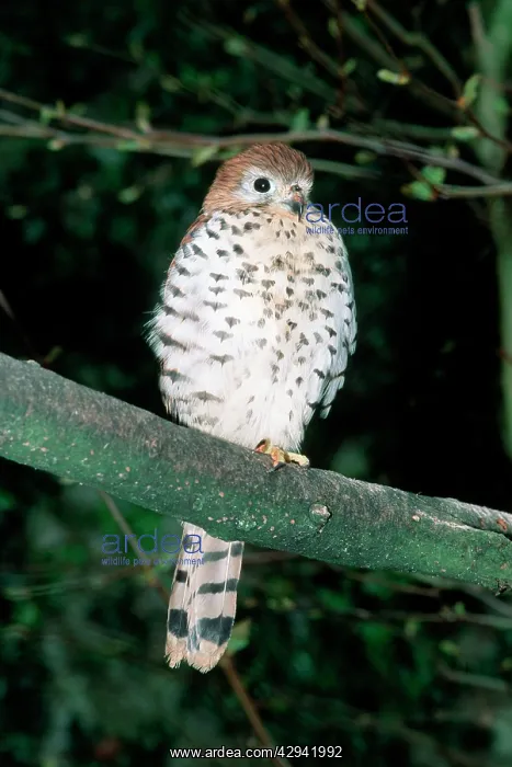 : Mauritius Kestrel - Perched on branch : Mauritius Kestrel - Perched on branch