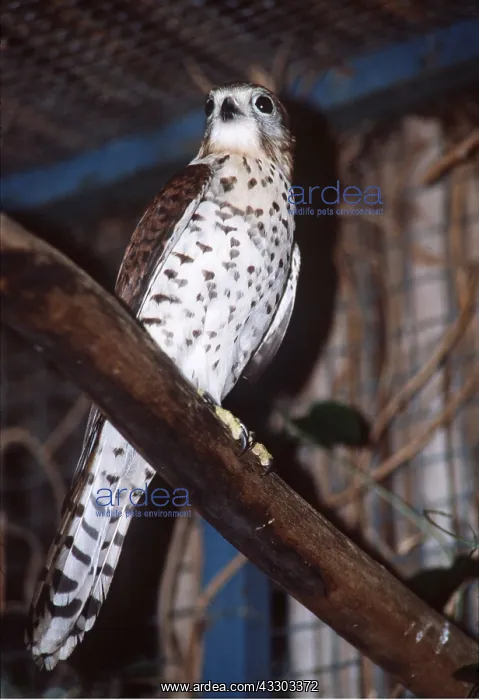  : MAURITIUS KESTREL - perched on branch