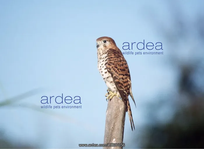  : MAURITIUS KESTREL - perched on post