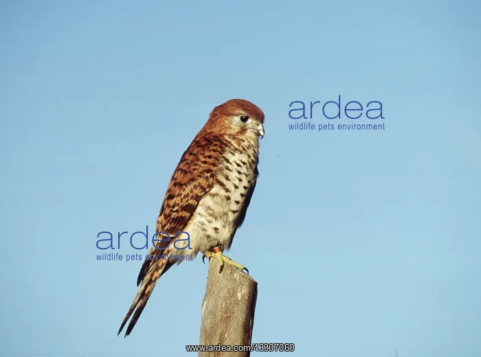 : MAURITIUS KESTREL - perched on post : MAURITIUS KESTREL - perched on post