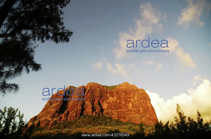 : Mauritius, Le Morne, photo of a rocky huge : Mauritius, Le Morne, photo of a rocky huge