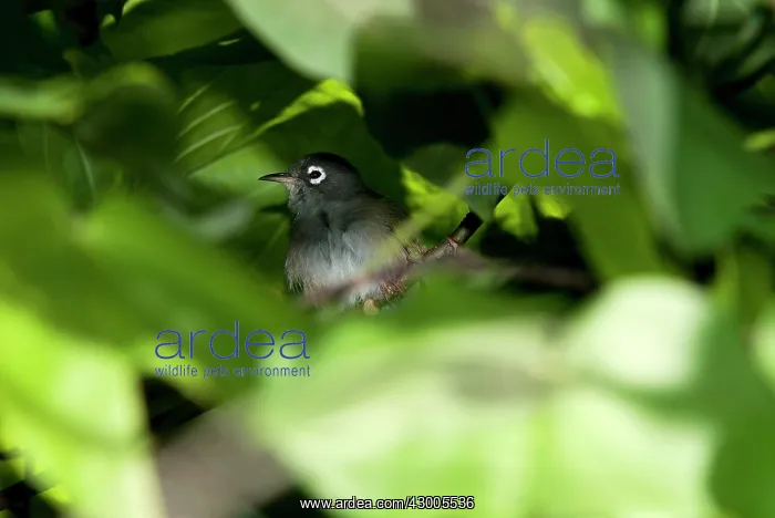 : Mauritius Olive White-eye : Mauritius Olive White-eye