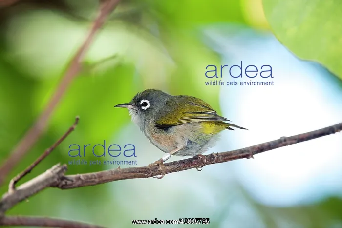 : Mauritius Olive White-eye : Mauritius Olive White-eye