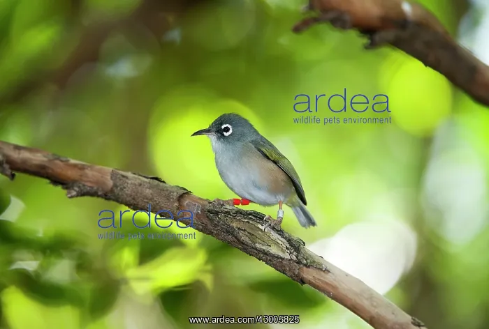 : Mauritius Olive White-eye : Mauritius Olive White-eye