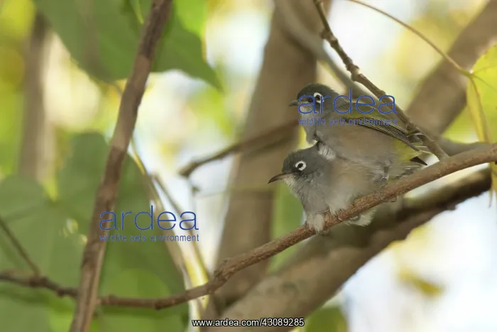 : Mauritius Olive White-eyes preening : Mauritius Olive White-eyes preening