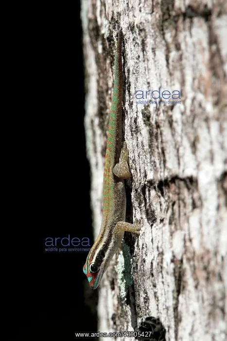 : Mauritius ornate day gecko : Mauritius ornate day gecko