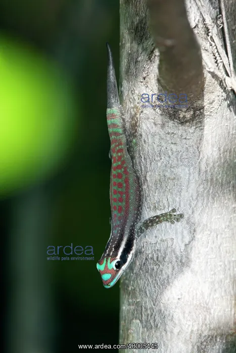 : Mauritius ornate day gecko : Mauritius ornate day gecko