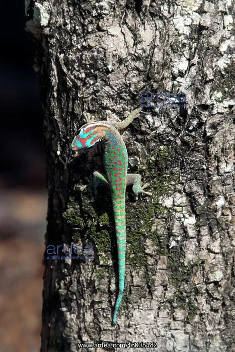 : Mauritius ornate day gecko : Mauritius ornate day gecko