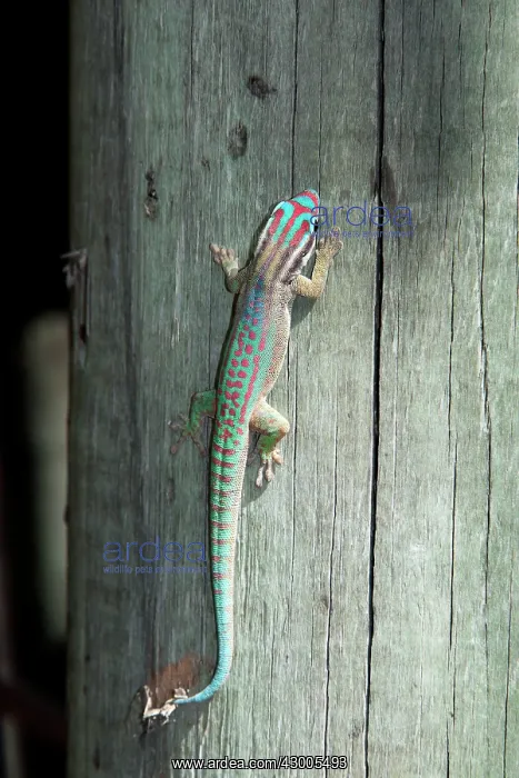 : Mauritius ornate day gecko : Mauritius ornate day gecko