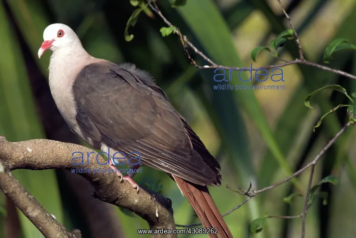: Mauritius Pink Pigeon : Mauritius Pink Pigeon