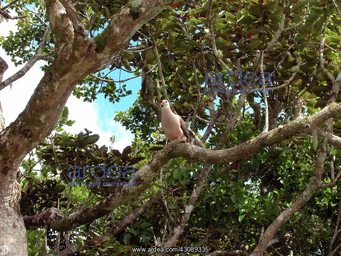 : Mauritius Pink Pigeon : Mauritius Pink Pigeon